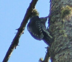 Picoides dorsalis