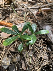 Chimaphila umbellata