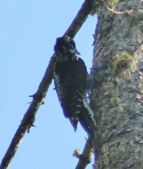 Picoides dorsalis
