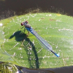 Erythromma viridulum