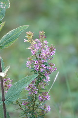 Lespedeza