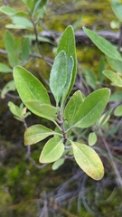 Ageratina glabrata
