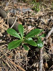 Chimaphila umbellata