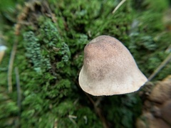 Crepidotus