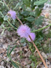 Mimosa quadrivalvis