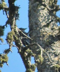 Picoides dorsalis