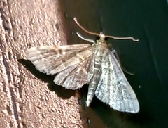 Anageshna primordialis