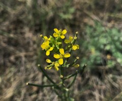 Erysimum asperum