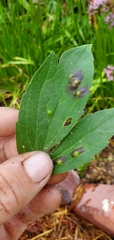 Bactericera antennata