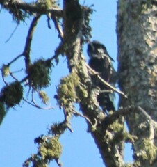 Picoides dorsalis