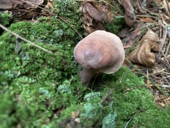 Crepidotus