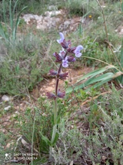 Salvia verbenaca