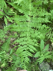 Athyrium angustum