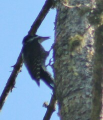 Picoides dorsalis