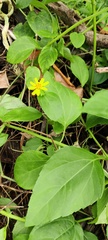 Wollastonia biflora