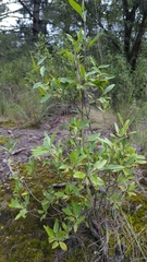 Ageratina glabrata