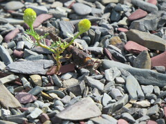 Trimerotropis verruculata