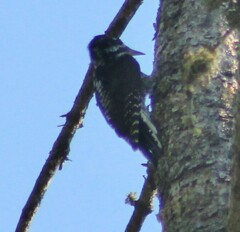 Picoides dorsalis
