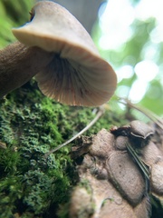 Crepidotus