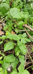 Wollastonia