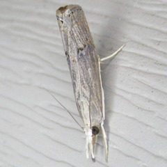 Parapediasia teterrellus