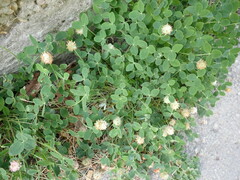 Trifolium fragiferum