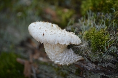 Neolentinus