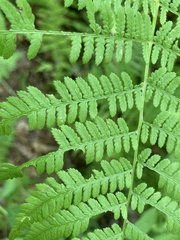 Athyrium angustum