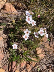Adenandra uniflora