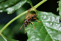 Polistes dominula