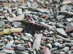 Trimerotropis verruculata