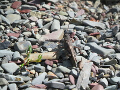 Trimerotropis verruculata