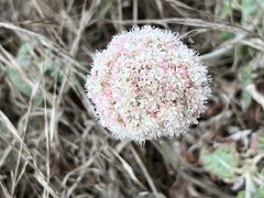 Eriogonum latifolium