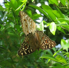 Junonia lemonias