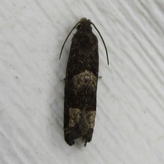Eucosma parmatana