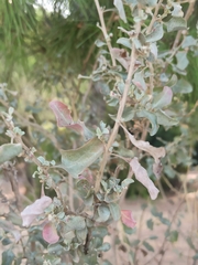 Atriplex halimus