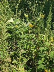 Verbesina occidentalis