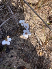 Adenandra uniflora
