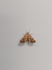 Musotima nitidalis