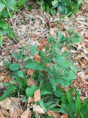 Arctium lappa