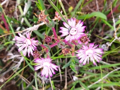 Ruschieae