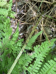 Athyrium angustum