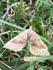 Scotopteryx chenopodiata