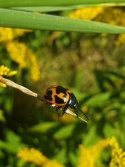 Labidomera clivicollis