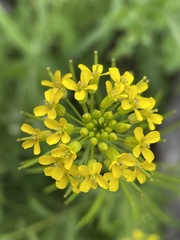 Erysimum hieraciifolium