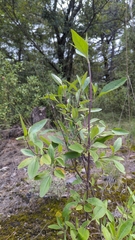 Ageratina glabrata