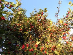 Crataegus