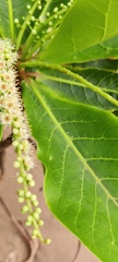 Terminalia