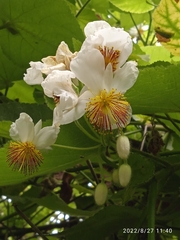 Sparrmannia africana