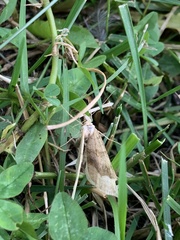 Scotopteryx chenopodiata